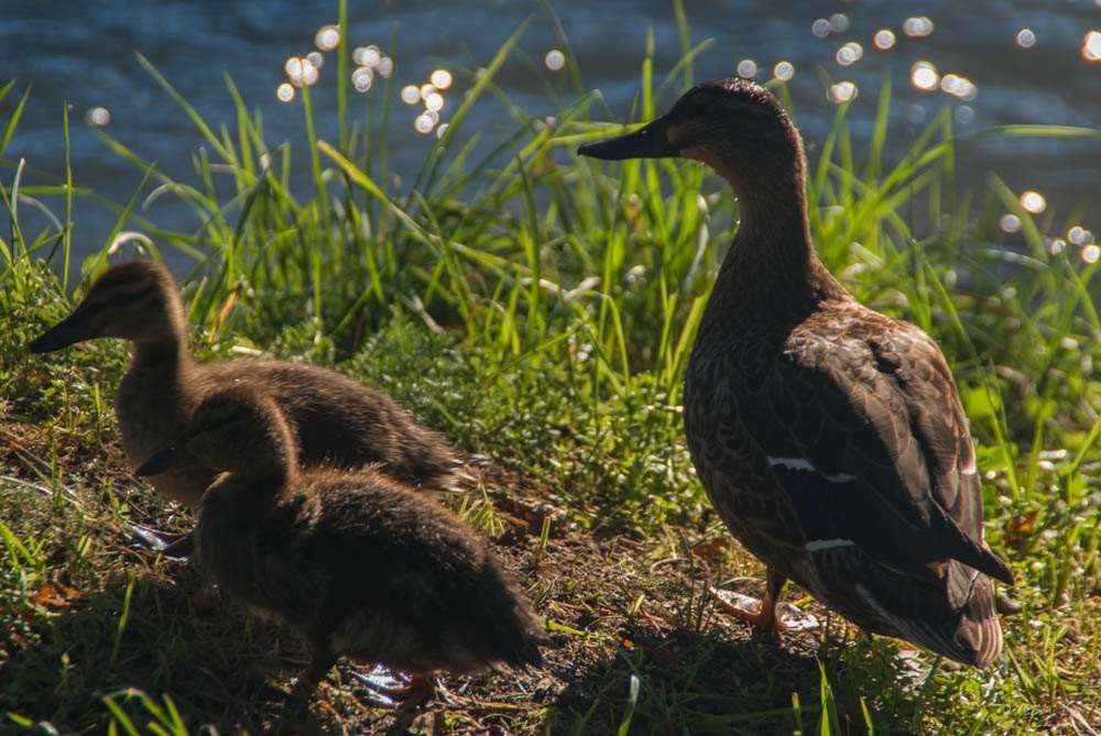 ducklings